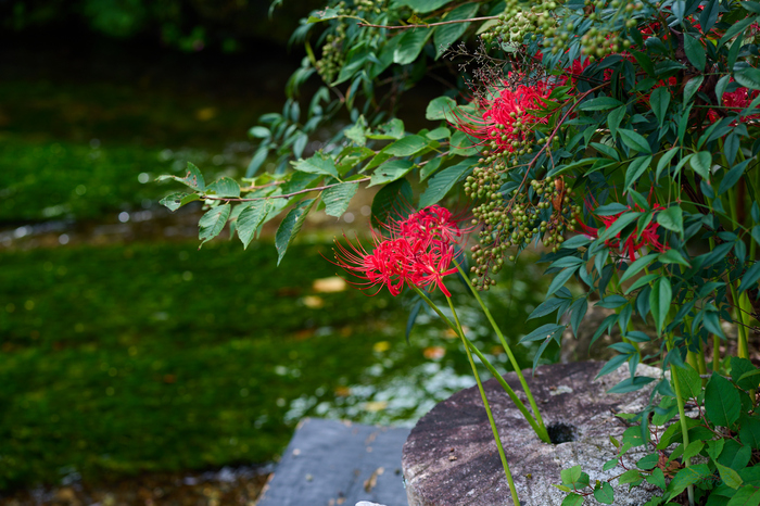 P1000127co,85 mm,F3.5,1-160 秒,iso100,LUMIX S 85-F1.8.jpg