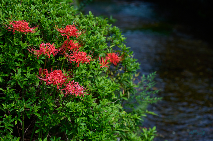 P1000131co,85 mm,F3.5,1-1000 秒,iso100,LUMIX S 85-F1.8.jpg