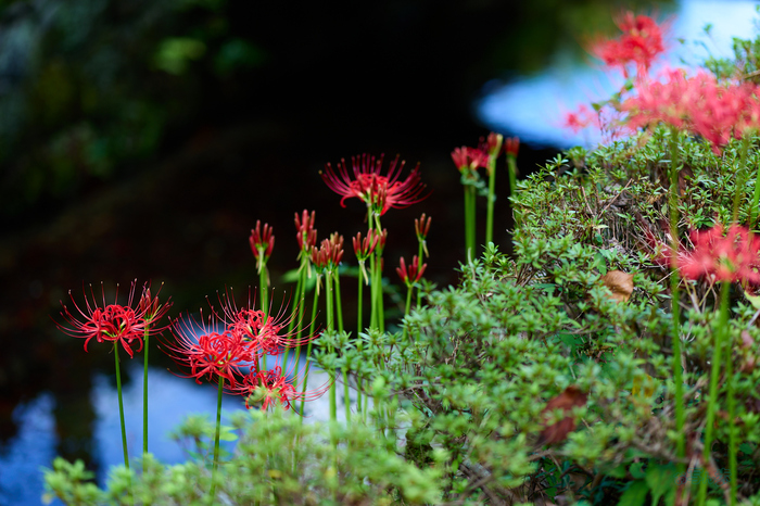 P1002422co,85 mm,F2,1-320 秒,iso100,LUMIX S 85-F1.8.jpg