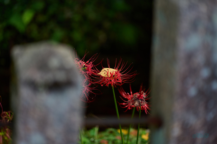 P1002438co,85 mm,F1.8,1-800 秒,iso100,LUMIX S 85-F1.8.jpg