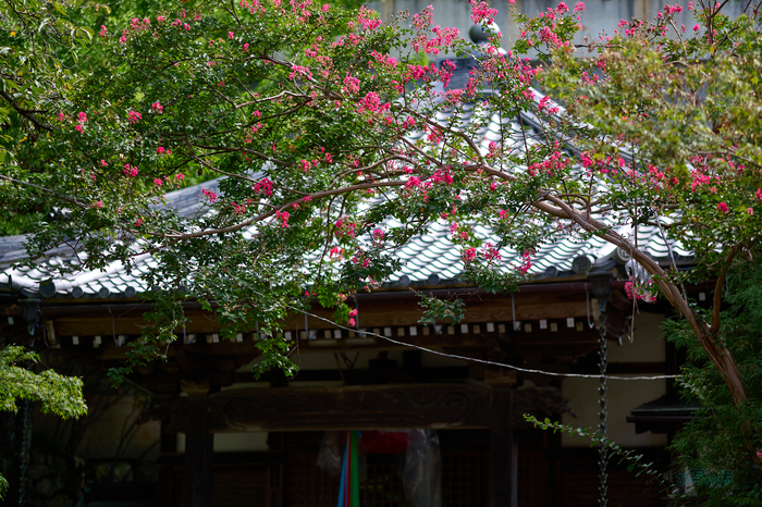 P1002455co,85 mm,F1.8,1-2000 秒,iso100,LUMIX S 85-F1.8.jpg