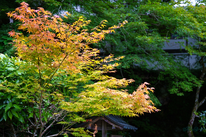 SDIM4216co,60 mm,F4,1-80 秒,iso100,20-60mm F2.8-4 DG  Contemporary 026.jpg