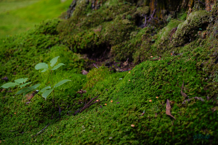 SDIM4321co,60 mm,F4,1-100 秒,iso100,20-60mm F2.8-4 DG  Contemporary 026.jpg