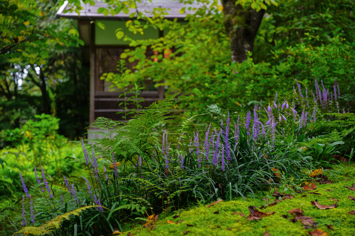 SDIM4393co,60 mm,F4,1-100 秒,iso100,20-60mm F2.8-4 DG  Contemporary 026.jpg