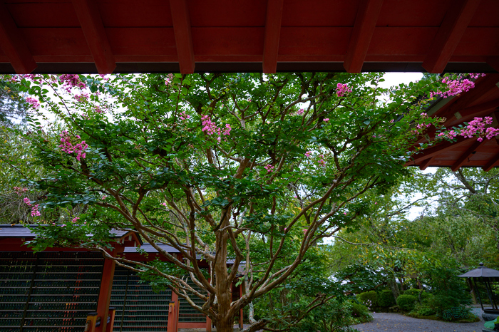SDIM4413co,20 mm,F3.8,1-125 秒,iso100,20-60mm F2.8-4 DG  Contemporary 026.jpg