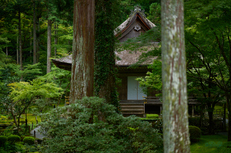 SDIM4565co,85 mm,F1.2,1-2000 秒,iso100,85mm F1.2 DG  Art 026.jpg