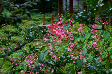 SDIM4577co,85 mm,F7.1,1-100 秒,iso100,85mm F1.2 DG  Art 026.jpg