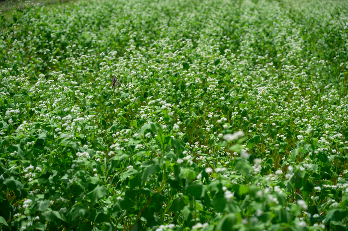 SDIM4760co,60 mm,F4.5,1-1250 秒,iso100,20-60mm F2.8-4 DG  Contemporary 026.jpg