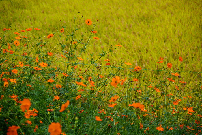 SDIM4777co,60 mm,F4,1-800 秒,iso100,20-60mm F2.8-4 DG  Contemporary 026.jpg