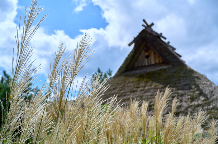 SDIM4903co,39 mm,F3.8,1-2000 秒,iso100,20-60mm F2.8-4 DG  Contemporary 026.jpg