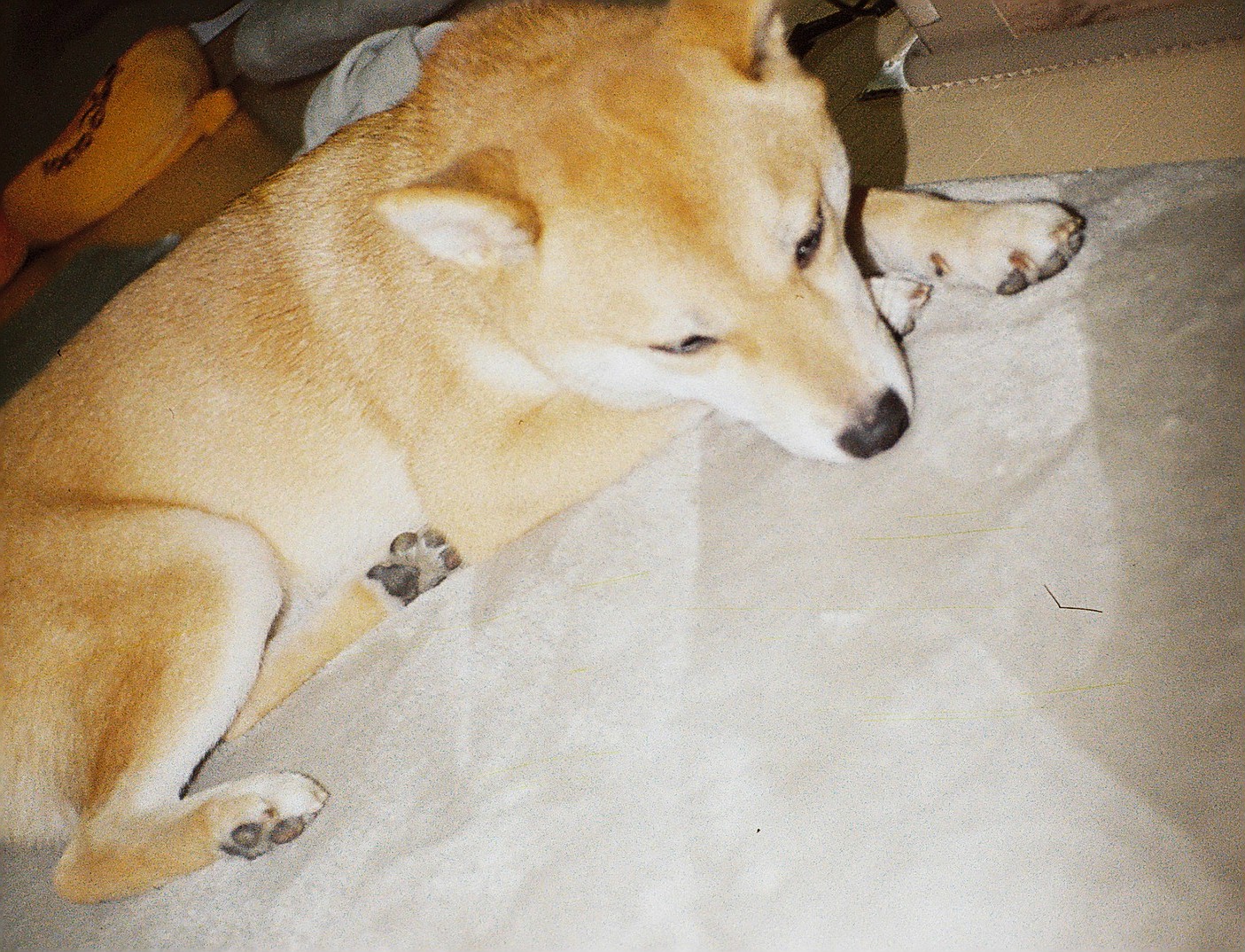 110 ポケットカラーネガフィルム 現像のみ