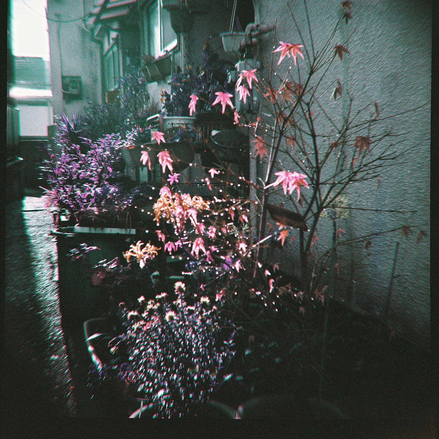 ロモグラフィー 2021 LomoChrome Purple Pétillant 120 ISO 100–400