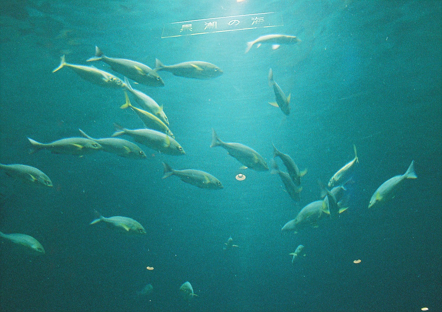 マリックス カラーネガフィルム ISO 800T 36枚 MARIX Color movie NegaFilm 800T