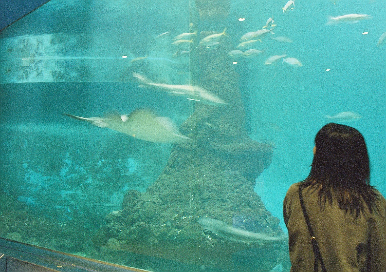マリックス カラーネガフィルム ISO 800T 24枚 MARIX Color movie NegaFilm 800T