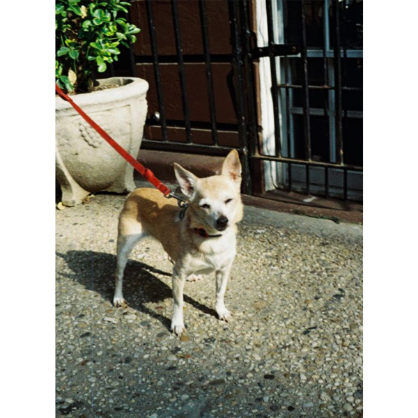 ロモグラフィー Color Tiger  ISO 200-110 24EX 3本パック Lomography