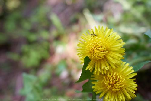 パナソニック LEICA DG SUMMILUX 15mm F1.7 ASPH ブラック [マイクロフォーサーズ用]　Panasonic ズミルックス H-X015-K-お写ん歩より