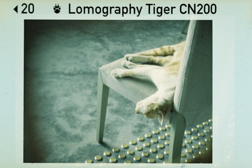 ロモグラフィー Color Tiger  ISO 200-110 24EX Lomography-image