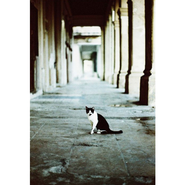【バルク品】 イルフォード イルフォカラー ヴィンテージ トーン 400 プラス 135-36枚撮 / ILFORD ILFOCOLOR Vintage Tone 400 Plus / 箱なし