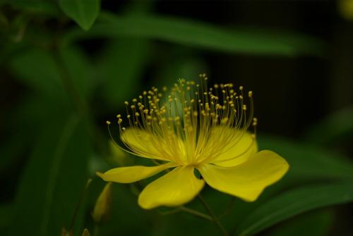 ペンタックス smc PENTAX-D FA MACRO 50mm F2.8-作例(3)