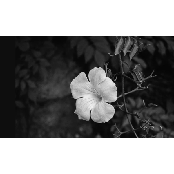 マリックス ISO400 白黒フィルム / シルタ 400 / 36枚 / MARIX BLACK＆WHITE FILM SILTA 400