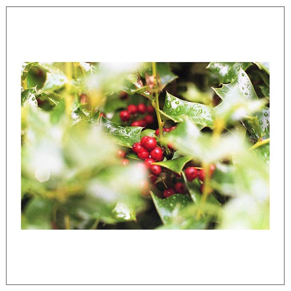 イルフォード イルフォカラー ヴィヴィッド 400 / 135-36枚撮 / ILFORD ILFOCOLOR VIVID 400